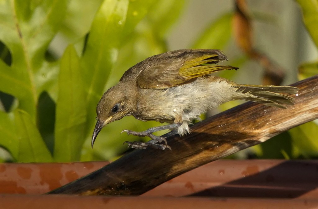 MERIT.....Ray Sutton